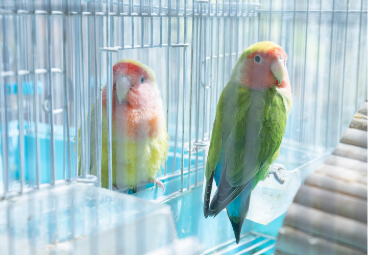 小型動物の輸送