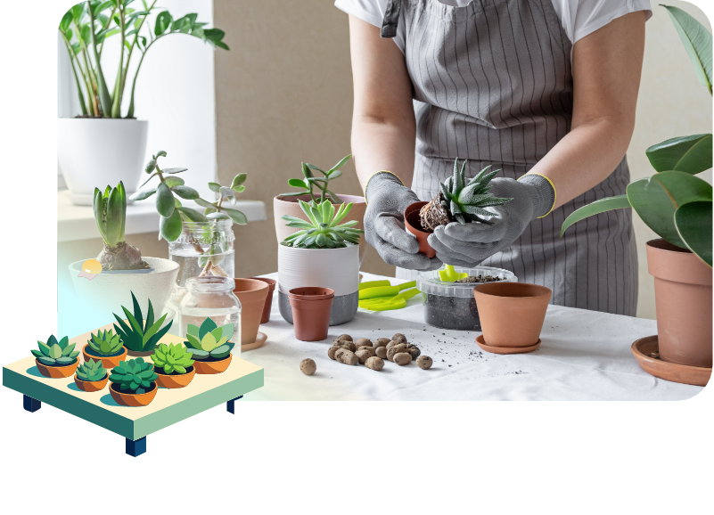 多肉植物の紹介